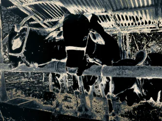 Homestead, 2020 (malt fotografi)