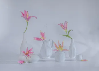 Delikate rosa liljer