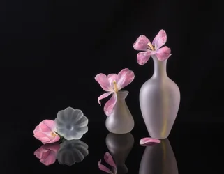 Falmede rosa tulipaner