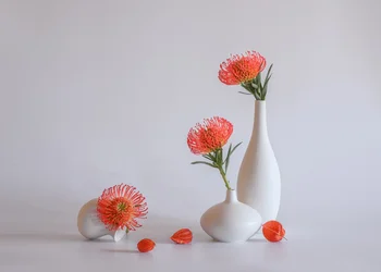 Oransje proteavase