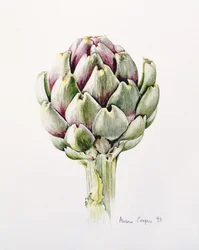 Artisjokkstudie, 1993