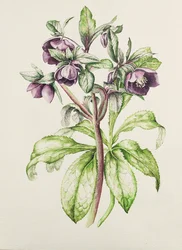Helleborus Orientalis fra Helen Ballard (mørke lilla blomster)