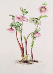 Fastelavnsrose: Helleborus orientalis (akvarell)