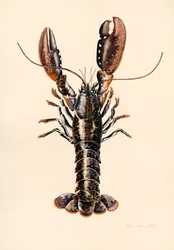 Hummer fra Solva, 2014, akvarell