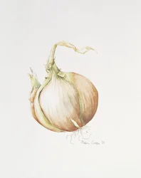 Onion Study, 1993