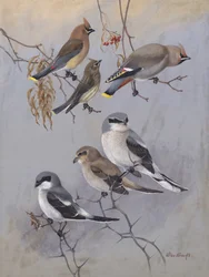 «Waxwings» av Allan Brooks
