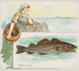 Codfish, fra Fish fra American Waters serie N39 for Allen & Ginter Cigarettes, 1889.