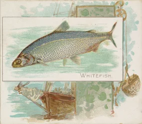 Whitefish, fra Fish fra American Waters serie N39 for Allen & Ginter Cigarettes, 1889.