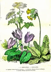 Ombelliferes, Primulacees: Naturlig skapelse og levende vesener. Tegning av A. Demarle. 1885