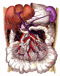 Organer for intestinal absorpsjon - J. Rengades normale liv og helse. Tegning av A. Demarle 1881