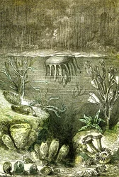 Prehistoire-Terre et Mers: Begynnelsen av den siluriske perioden (J. Rengade. Tegning av Demarle. 1885