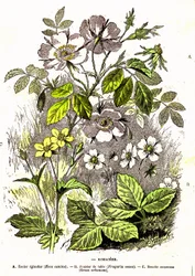 Rosacees - Naturlig skapelse og levende vesener: Tegning av A. Demarle. 1885