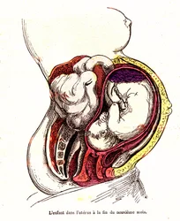 Barnet i livmoren (sen 9. måned) - J. Rengades normale liv og helse - Tegning A.Demarle 1881