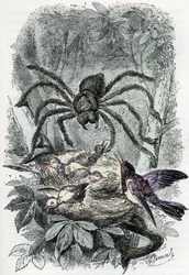 Zoologisk kart: edderkoppdyr, avicular mygalus overrasker et fuglefluereir (Zoologisk plate: edderkoppdyr, Avicularia) Gravering fra «Man and Nature» av Rengade