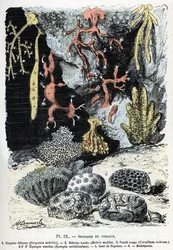 Zoologisk kart: svamper og koraller (gorgone, bebryce, koraller, svamper, neptunhanske (Zoologisk plate: sjøsvamper og koraller) Gravering fra "" L