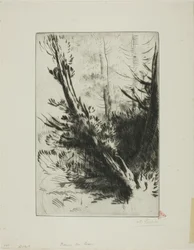I en skog