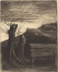 Pollard Willows (Les saules tetards)