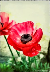 Red Anemone, 2013, (digital blandet medietelefonografi)