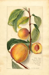 Fersken (Prunus persica) (akvarell)