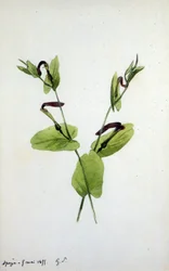 Aristolochia en stor planteslekt av familien Aristolochiaceae (akvarell)