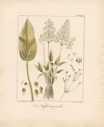 Vanlig vannplante (håndkolorert litografi)