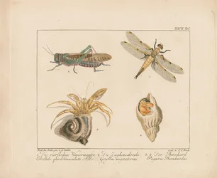 Øyenstikker, gresshoppe og eremittkreps (håndkolorert kobberstikk)