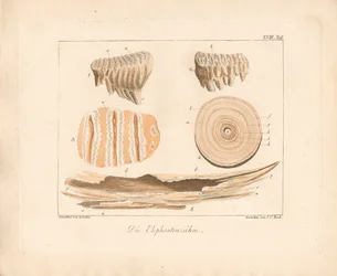 Elefantstøttenner (farget kobberstikk)