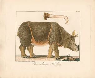 Indisk neshorn (håndkolorert lito)