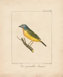 Malt vimplar (håndkolorert litografi)