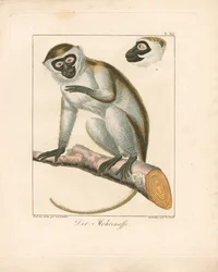 Maurerapen