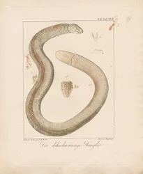 Tykkhalet ormeøgle