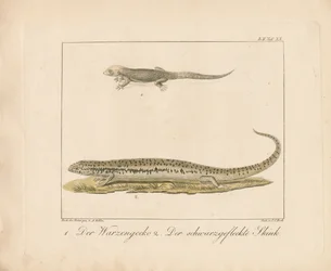 Tyrkisk gekko og ocellated skink (håndkolorert kobberstikk)