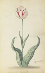 "Speramondi" tulipan, fra et album med blomster, ca. 1640
