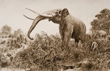 The Chatham Elephant, illustrasjon fra 