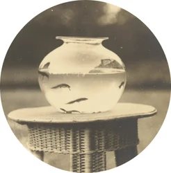 Uten tittel (Fishbowl)