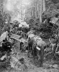 Klatring av Dyea Trail på vei til Chilkoot Pass under Klondike Gold Rush (1897-98) (s/hvitt bilde)