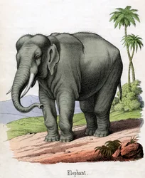 Antikk trykk av en elefant