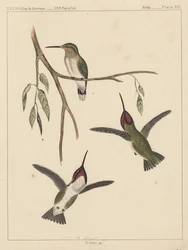 Fugler, plate XIX, 1855