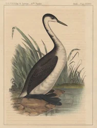 Fugler, plate XXXVIII, 1855