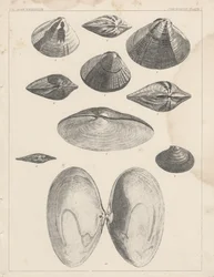 Konkologiplate I
