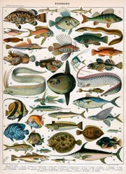 Dekorativt trykk av «Poissons» av Demoulin