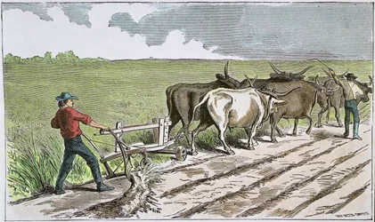 Sodbusters of the American West, ca. 1880 (farget gravering)