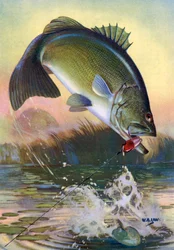 Sportsfiske: Hopping Largemouth Bass