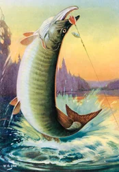 Sportsfiske: Hoppende Muskie