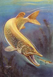 Sportsfiske: Northern Pike slår en lokke