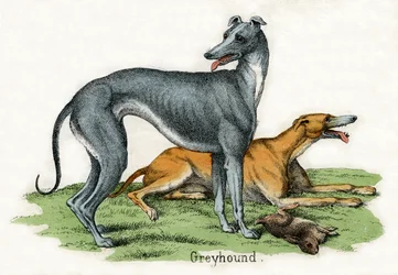 To Greyhounds, fra The Natural History of Animals
