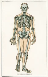 Vintage anatomisk trykk av menneskeskjelettet