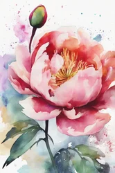 Rosa pion i akvarell