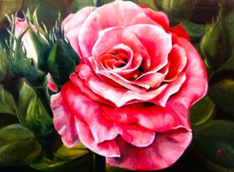En levende rosa rose i full blomst