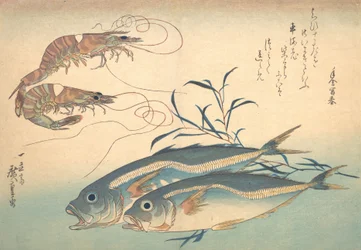 Aji Fish and Kuruma-ebi, fra serien Uozukushi Every Variety of Fish, 1830-tallet, 1830-tallet.